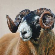 Blackface Ram Blackface Ram