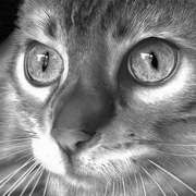 cat 1 cat 1