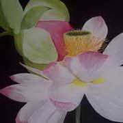 Lotus Flower Lotus Flower