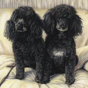 The Poodles The Poodles