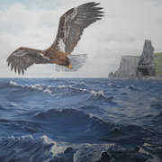 White-tailed Sea Eagle at The Cliffs of Moher White-tailed Sea Eagle at The Cliffs of Moher