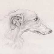White Borzoi White Borzoi