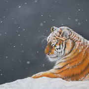 Irish Art. Resting Tiger, oil on canvas, 36 x 24 ins,artist Morgan Gibbs, Dublin Irish art. Resting Tiger, artist Morgan Gibbs, Dublin