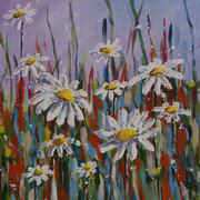 White Daisies White Daisies