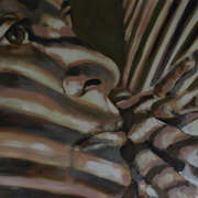 Sun Zebra Sun Zebra
