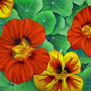 Nasturtiums Nasturtiums