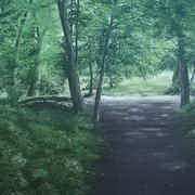 woods and water woods and water