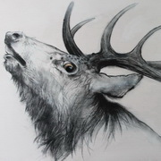 STAG STAG