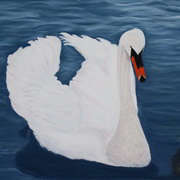 Sallins Swan, Soft Pastels on pastelmat, 18 x 13 ins by Gerri McCaffery