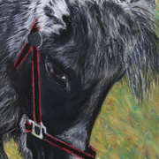 Napoleon, Soft Pastels on pastelmat, 11 x 9 ins by Gerri McCaffery