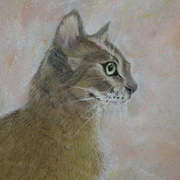Abyssinian, Soft Pastels on pastelmat, 10 x 8.5 ins by Gerri McCaffery