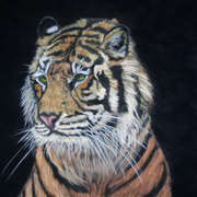 Dublin Tiger, Soft pastel on suede matboard, 10.5 x 9 ins by Gerri McCaffery
