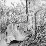 Elephant in Dublin Zoo, Graphite on  paper, 9 x 7 ins by Gerri McCaffery