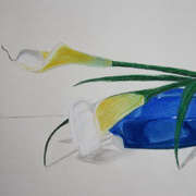 Callas on Cobalt, Pastel pencil on paper, 14 x 10 ins by Gerri McCaffery
