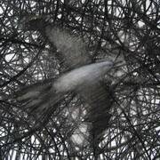Bird (September 2008), Charcoal and pastel on paper, 50x40cms by Leo de Freyne