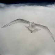 Seagull, Pencil and watercolour-pencil on paper, 40x50cms by Leo de Freyne